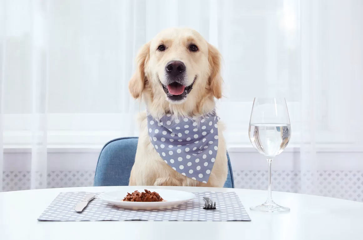 Cosa dice la legge sui cani al ristorante?