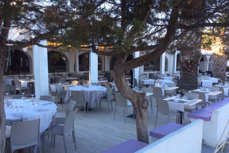 Che pesce è lo squalo?