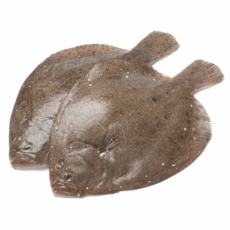 Qual è il peso medio di un rombo?