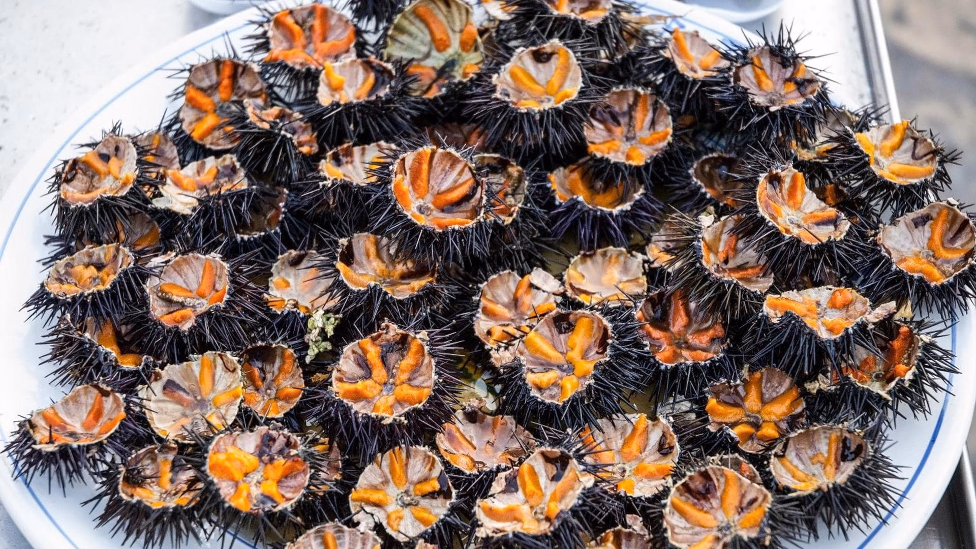 Qual è il riccio di mare che si mangia?