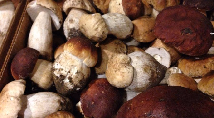 Dove stanno nascendo i funghi a Borgotaro?
