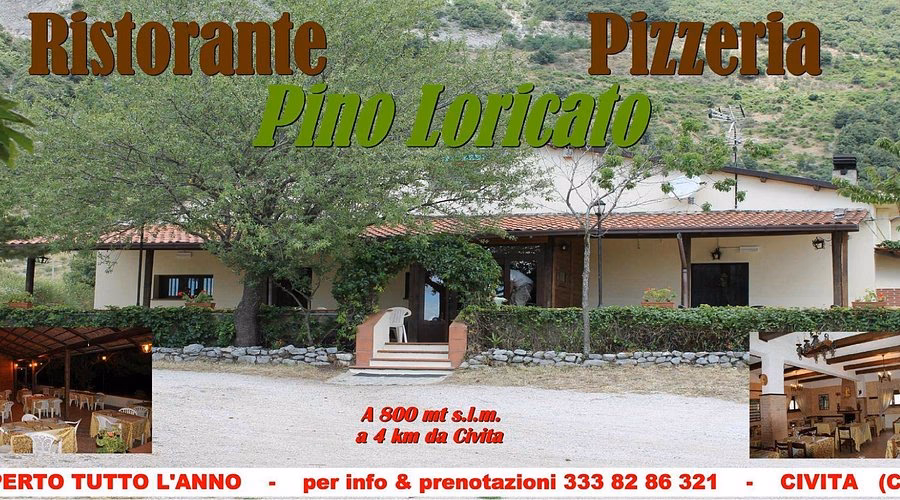 Dove si può vedere il pino loricato?