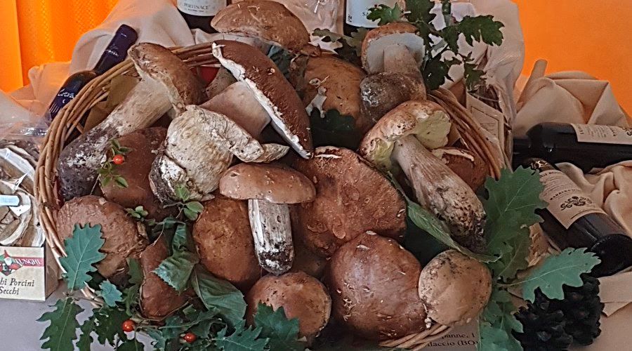 Dove andare a funghi vicino Como?